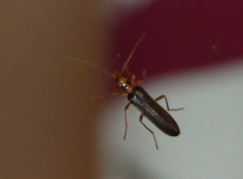 Nacerdes carniolica