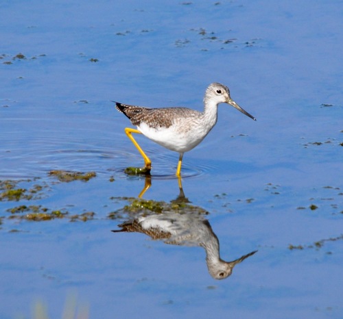 iNaturalist observation photo of Greater Yellowlegs