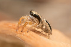 Habronattus icenoglei