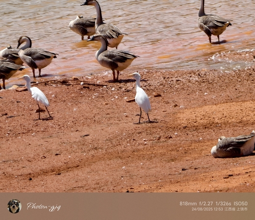 Eastern Cattle-Egret