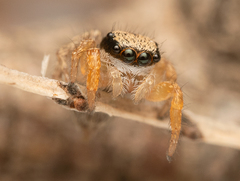 Habronattus icenoglei