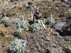 Lupinus alopecuroides
