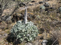 Lupinus alopecuroides