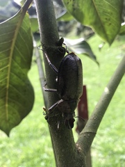 Sphaenognathus feisthamelii