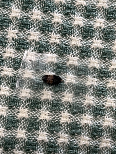 Larder Beetle