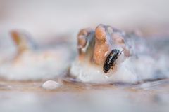 Glischrochilus quadripunctatus