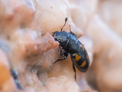 Glischrochilus quadripunctatus