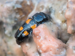 Glischrochilus quadripunctatus