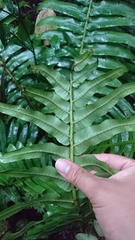 Sphaeropteris capitata