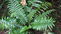 Sphaeropteris capitata