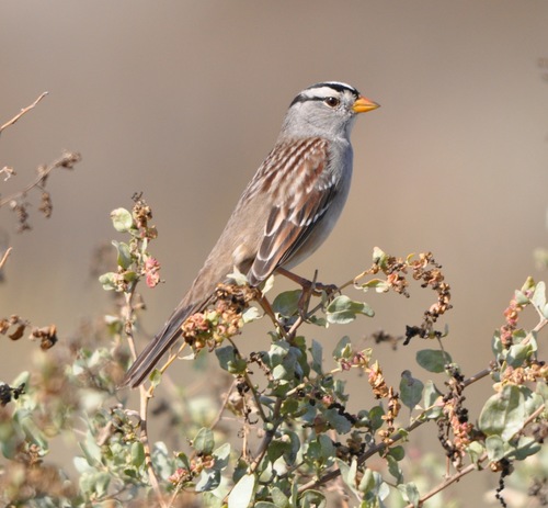 iNaturalist observation photo of White-crowned Sparrow