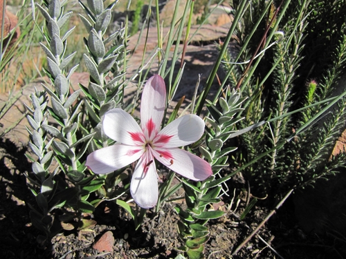 Geissorhiza roseoalba