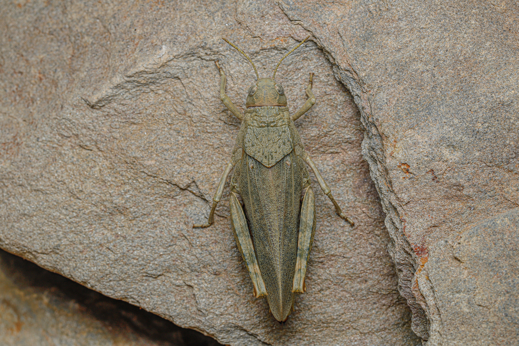 Bryodemella rufifemura