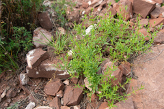 Dracocephalum peregrinum