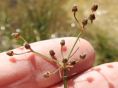Fimbristylis quinquangularis
