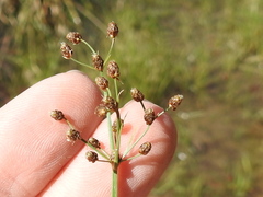 Fimbristylis quinquangularis