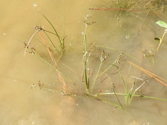 Fimbristylis quinquangularis