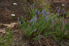 Veronica pinnata