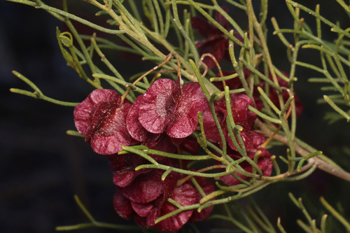 Dodonaea stenozyga F.Muell.
