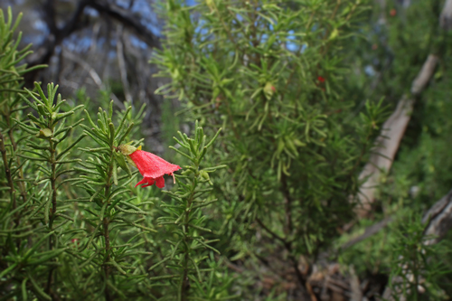 Prostanthera aspalathoides A.Cunn. ex Benth.