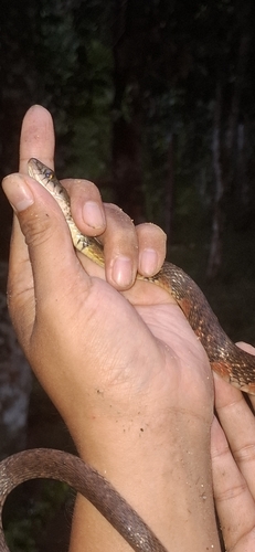 Xenochrophis trianguligerus
