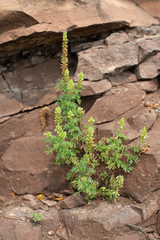Nepeta annua