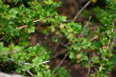 Ribes aciculare