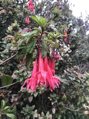 Fuchsia petiolaris