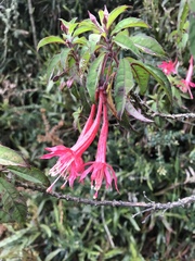 Fuchsia petiolaris