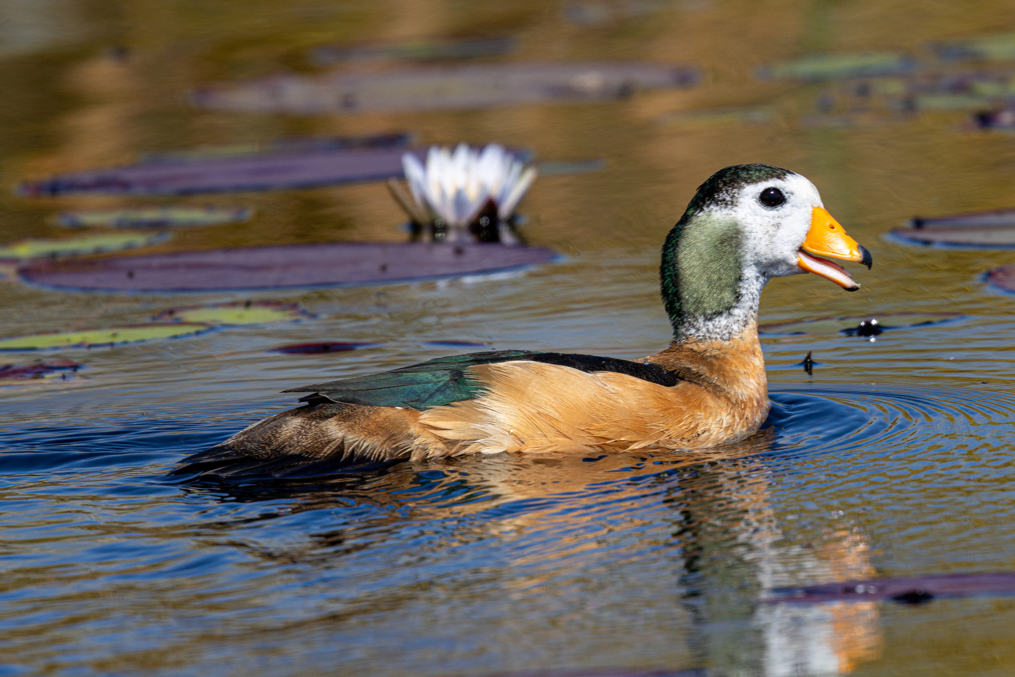African Pygmy-Goose (Nettapus auritus)