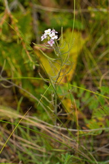 Stevenia incarnata