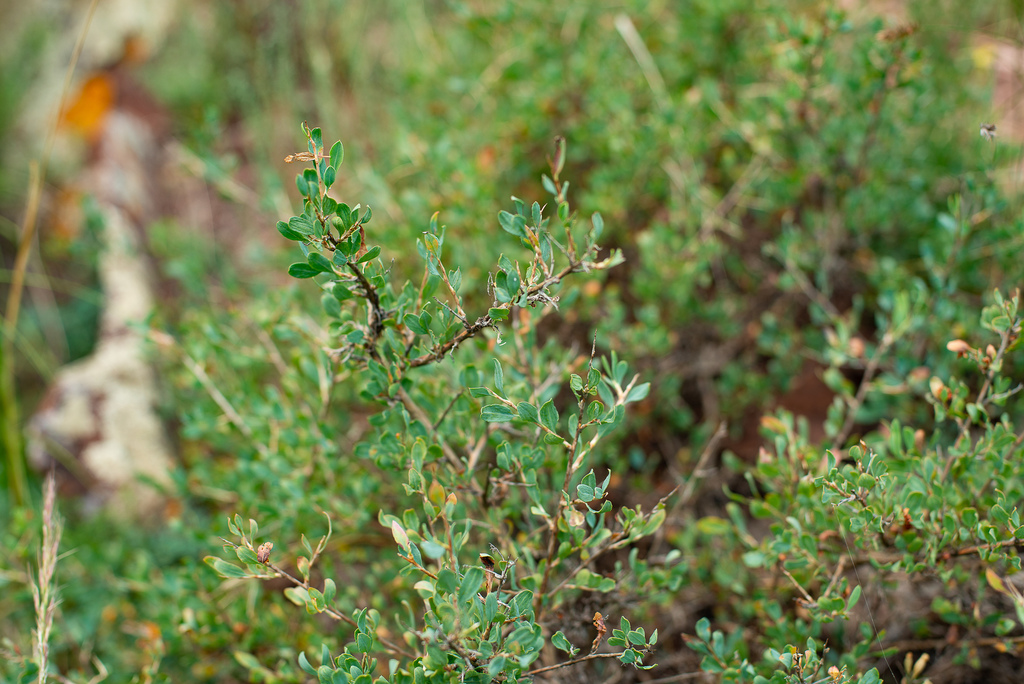 Atraphaxis pungens