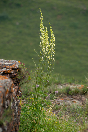 slenderleaf monkshood
