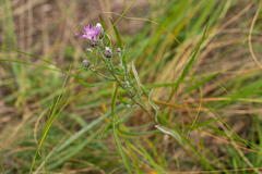 Saussurea salicifolia