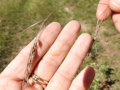 Rhynchospora inexpansa