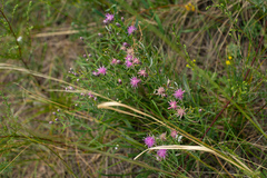 Saussurea salicifolia