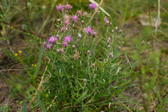 Saussurea salicifolia