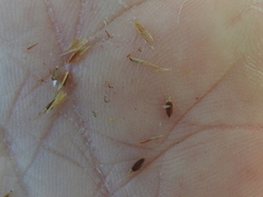 Rhynchospora inexpansa