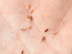 Rhynchospora inexpansa