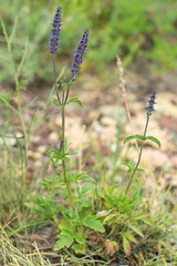 Nepeta multifida