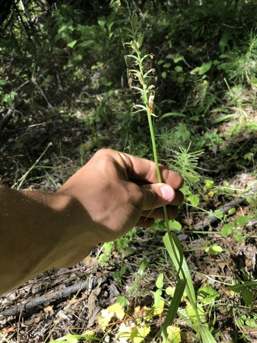 Platanthera fuscescens iNat (1)