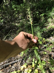 Platanthera fuscescens
