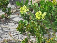 Lyperia lychnidea
