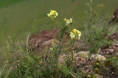 Erysimum flavum