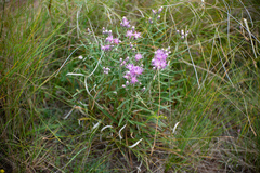 Saussurea salicifolia