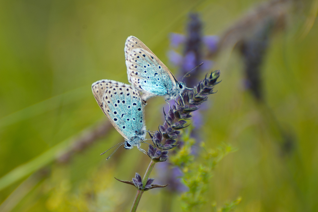 Phengaris cyanecula