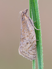 Clepsis senecionana