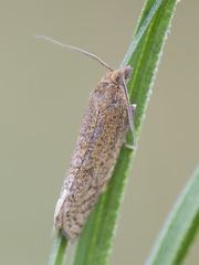 Clepsis senecionana