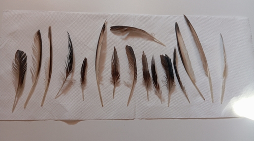 Plume de Macreuse noire
