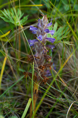 Orobanche coerulescens